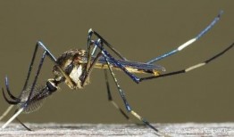 爆料大蚊子的视频,视频爆料背后的惊人真相